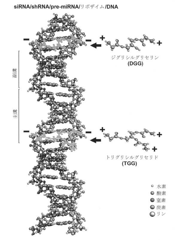 6521981-生体内及び体外で核酸類薬物を送達するための新規な糖アルコール類組成物 図000014