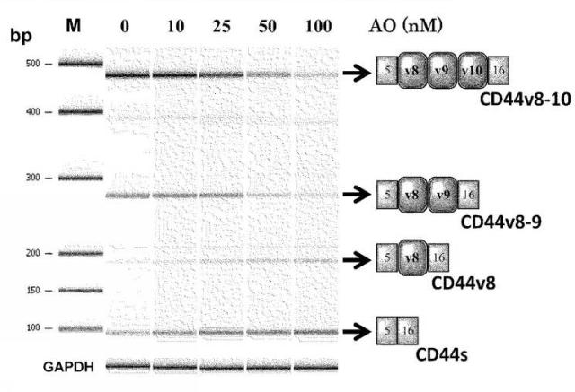 6536911-ＣＤ４４遺伝子のバリアントエクソンのスキッピングを誘導し、正常型ＣＤ４４ｍＲＮＡの発現を増加させる核酸医薬 図000014