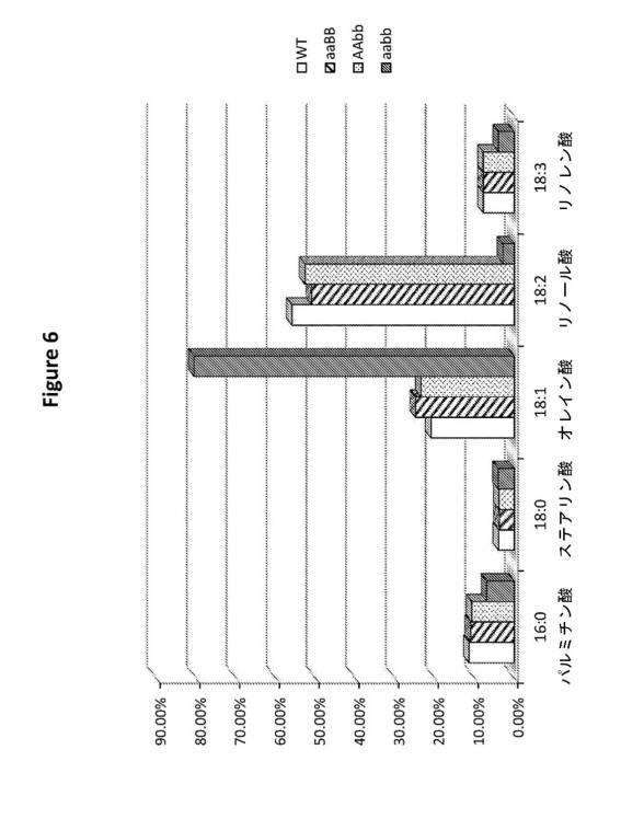 6591898-ＦＡＤ２−１Ａ／１Ｂ遺伝子の標的化ノックアウトを介した、大豆油組成物の改変 図000014