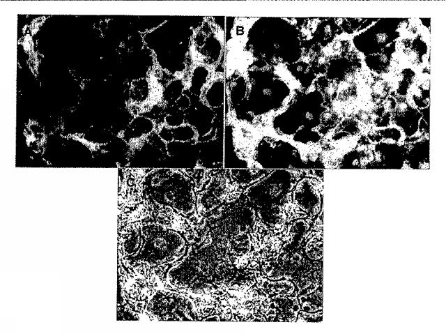 6595041-ＰＤＸ１発現背側及び腹側前腸内胚葉 図000014