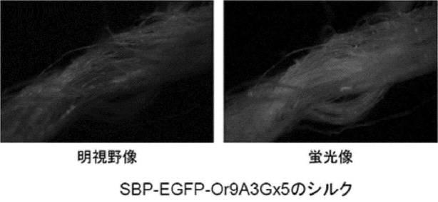 6810470-融合タンパク質を含むシルク繊維及び該シルク繊維の製造方法 図000014