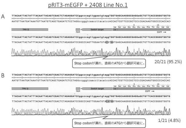 6923205-標的化したＤＮＡ配列の核酸塩基を特異的に変換する、単子葉植物のゲノム配列の変換方法、及びそれに用いる分子複合体 図000014