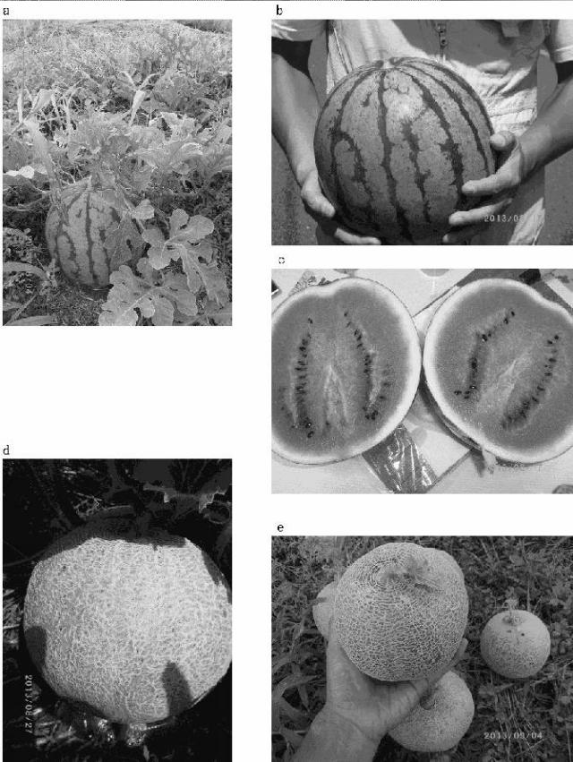 5770897-大気中の常在菌を活用し無肥料および無農薬で野菜を栽培する畑の造成方法 図000015