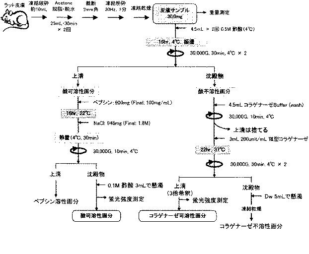 5921747-セラミド及びコラーゲンの合成促進剤並びにコラーゲンの糖化抑制剤 図000015
