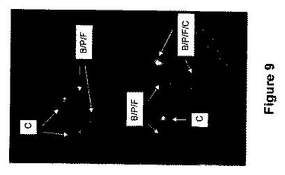 5976550-蛍光ｉｎｓｉｔｕハイブリダイゼーションによる癌抑制遺伝子の欠失を検出するための方法、プローブセットおよびキット 図000015