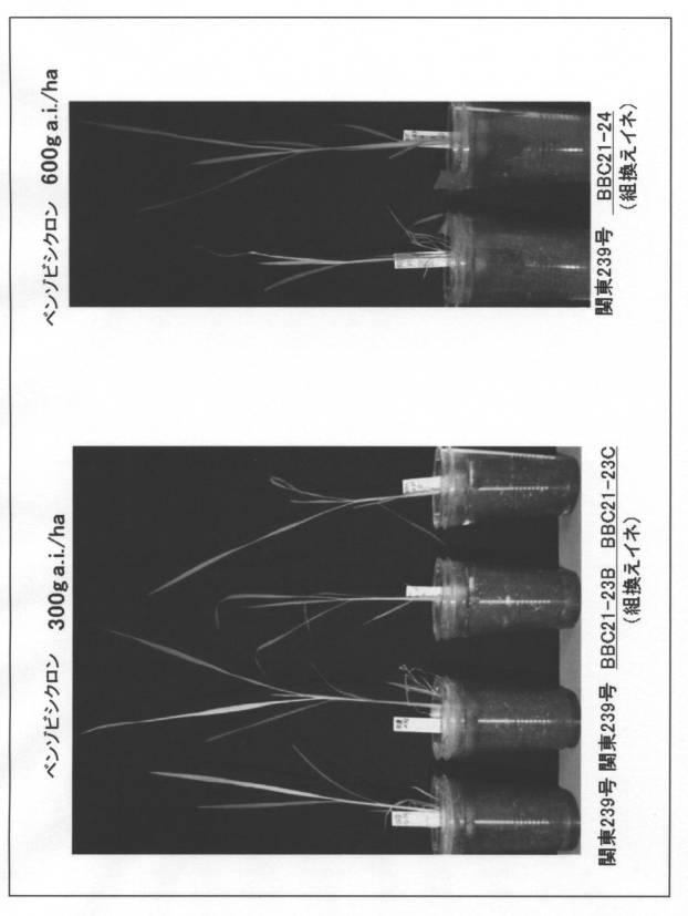 5977605-４−ＨＰＰＤ阻害剤に対する感受性を判定する方法 図000015