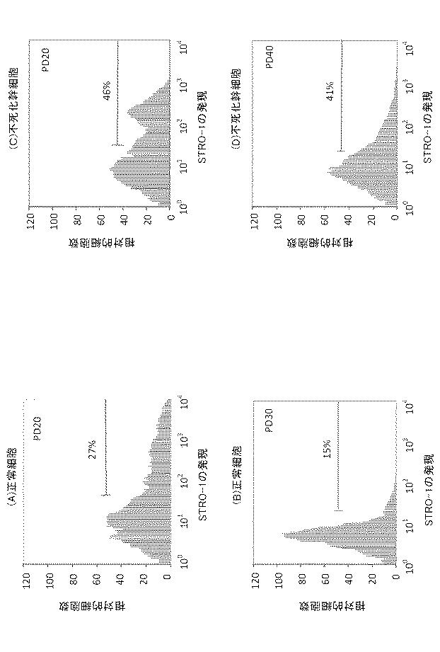 6010112-不死化幹細胞及びその産生物を有効成分とする医薬組成物並びに医薬製剤 図000015