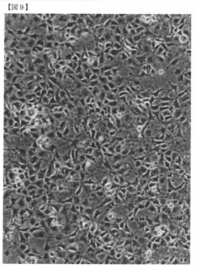 6072967-リン酸カルシウム焼結体粒子の製造方法 図000015