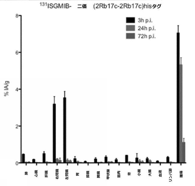 6289733-癌の予防及び／又は治療に用いるための放射標識抗体断片 図000015