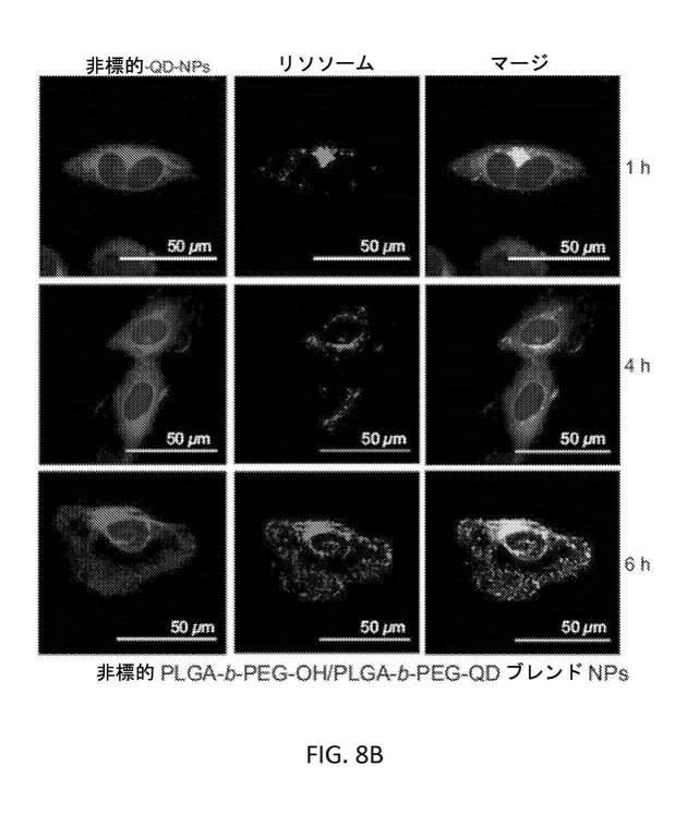 6356614-薬剤のミトコンドリア輸送のためのナノ粒子 図000015