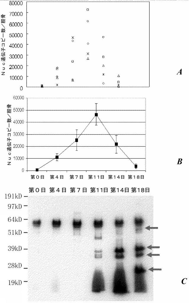 6559302-黄色ブドウ球菌（Ｓｔａｐｈｙｌｏｃｏｃｃｕｓ  ａｕｒｅｕｓ）感染症に対する抗グルコサミニダーゼ受動免疫処置 図000015