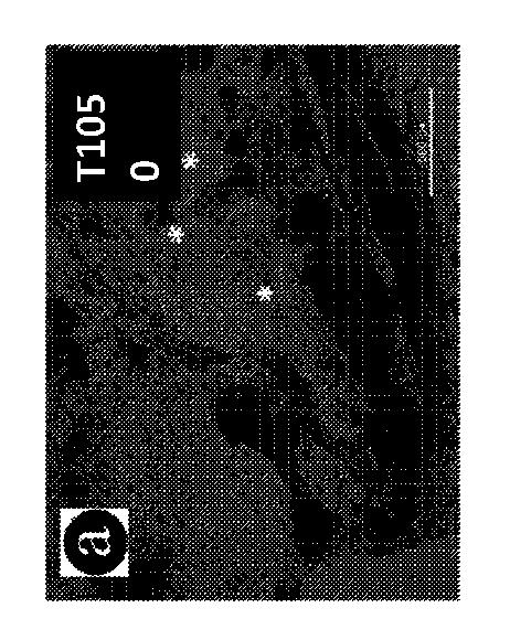 6559665-骨誘導性リン酸カルシウムを製造する方法及びそうして得られる製品 図000015