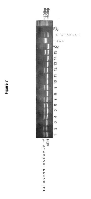 6591898-ＦＡＤ２−１Ａ／１Ｂ遺伝子の標的化ノックアウトを介した、大豆油組成物の改変 図000015