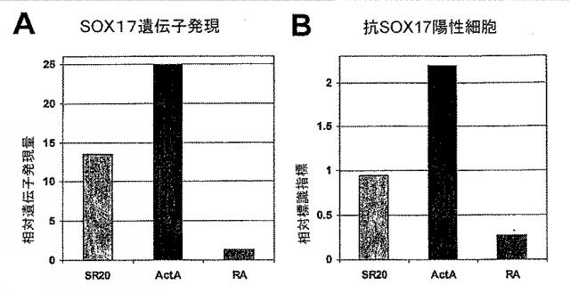 6595041-ＰＤＸ１発現背側及び腹側前腸内胚葉 図000015