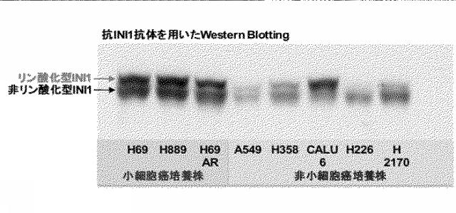 6609867-癌治療薬剤ならびに治療方法 図000015