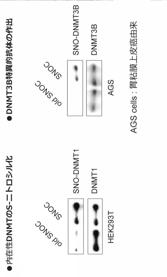 6887640-ＤＮＭＴのＳ−ニトロシル化阻害剤、がん治療薬及びそのスクリーニング方法 図000015