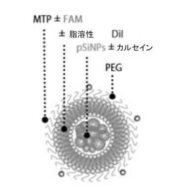 6894423-融合性リポソーム被覆多孔質ケイ素ナノ粒子 図000015