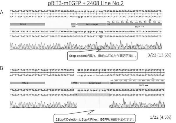 6923205-標的化したＤＮＡ配列の核酸塩基を特異的に変換する、単子葉植物のゲノム配列の変換方法、及びそれに用いる分子複合体 図000015