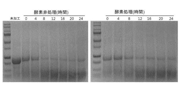 6946277-穀物粉中のタンパク質を濃縮する方法 図000015