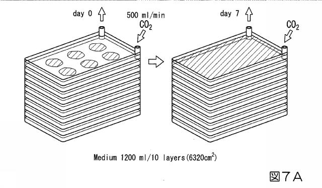 6978045-未分化幹細胞を培養し心筋細胞を分化誘導するシステム及び心筋細胞の製造方法 図000015