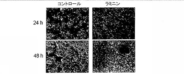 5679986-細胞輸送システム 図000016