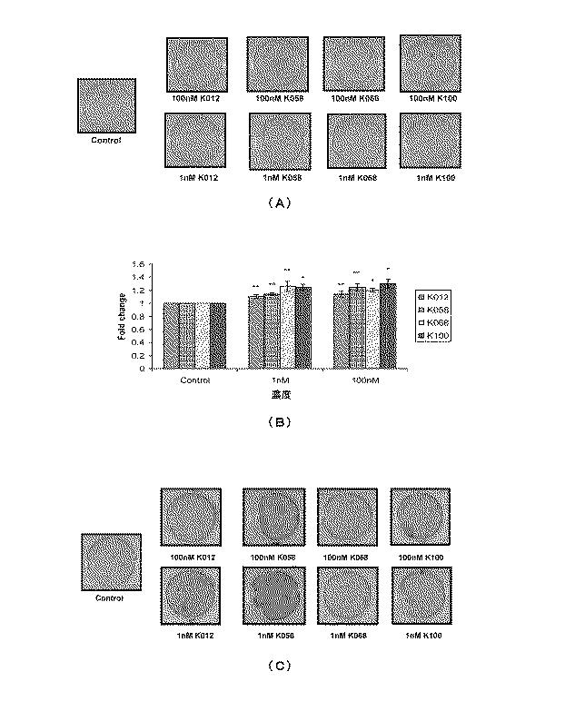 5693243-フラボノール化合物、生物活性抽出物又はフラクション、薬理学的組成物、医薬品及び製造方法 図000016