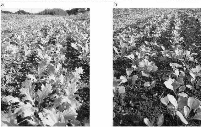 5770897-大気中の常在菌を活用し無肥料および無農薬で野菜を栽培する畑の造成方法 図000016