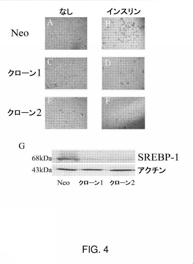 5878937-代謝障害を処置するための組成物および方法 図000016