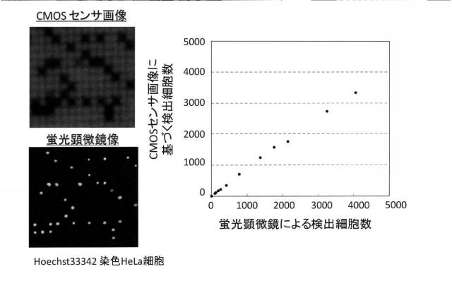 5928937-細胞解析装置及び細胞解析方法 図000016