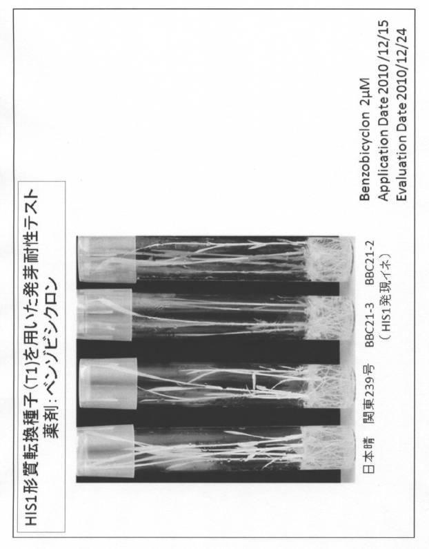 5977605-４−ＨＰＰＤ阻害剤に対する感受性を判定する方法 図000016