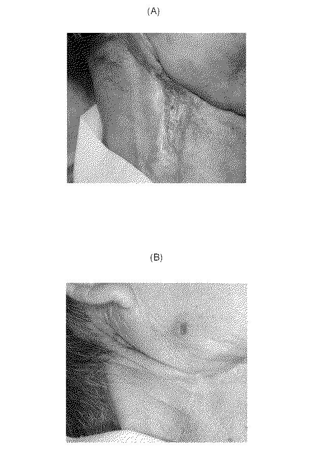 6010112-不死化幹細胞及びその産生物を有効成分とする医薬組成物並びに医薬製剤 図000016