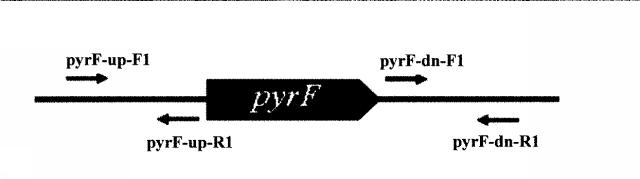 6046334-プライマーセット及び相同性組み換え方法 図000016