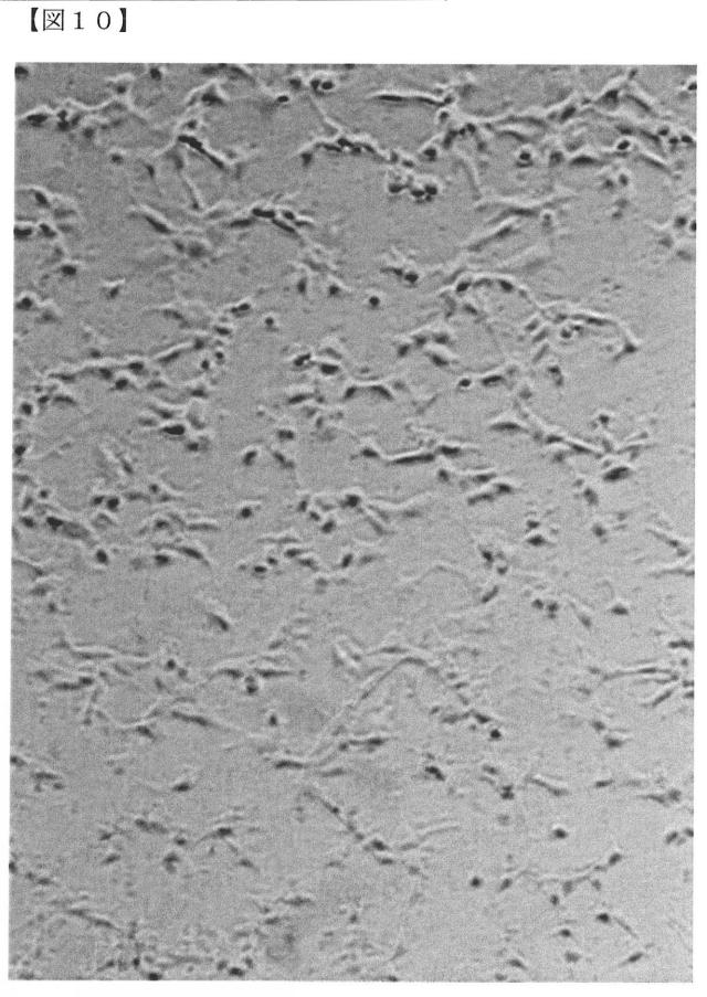 6072967-リン酸カルシウム焼結体粒子の製造方法 図000016