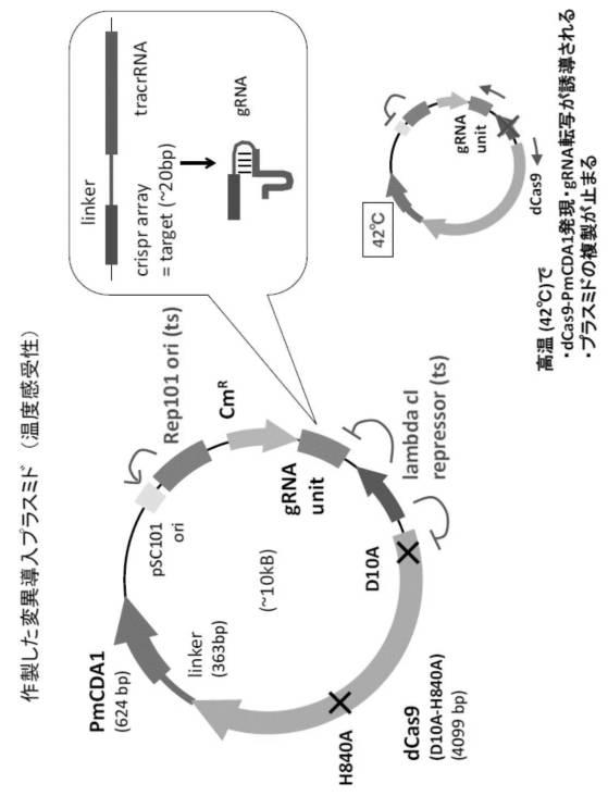 6206893-標的化したＤＮＡ配列の核酸塩基を特異的に変換するゲノム配列の改変方法及びそれに用いる分子複合体 図000016
