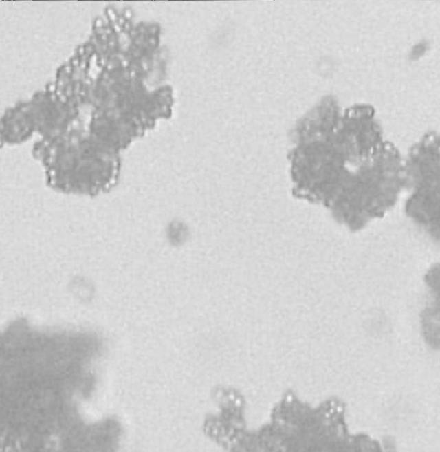 6231030-重合体粒子、重合体粒子の製造方法、及びその用途 図000016