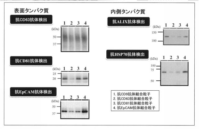 6255035-分離方法、検出方法、シグナル測定方法、疾患の判定方法、疾患治療薬の薬効評価方法、キット及び液状組成物 図000016