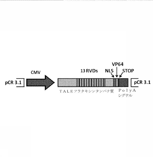 6259766-フラタキシンレベルを増加させる方法および生成物ならびにその使用 図000016