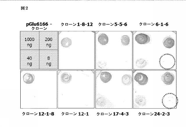 6307483-診断用抗体アッセイ 図000016