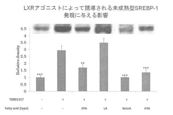 6340523-希少脂肪酸を含む代謝改善剤 図000016