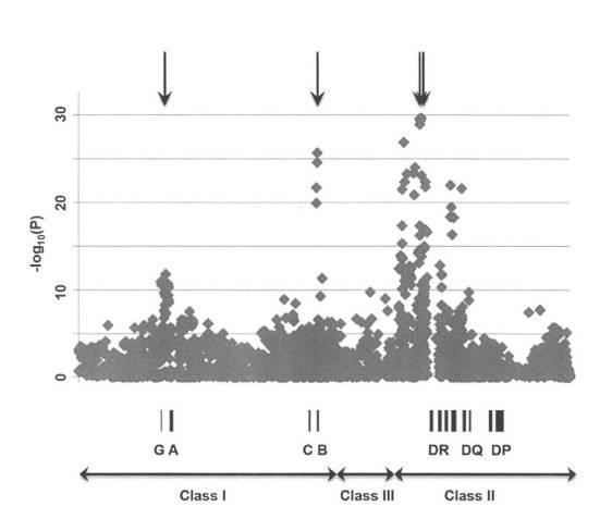 6516128-抗甲状腺薬誘発性無顆粒球症リスクを判定するための検査方法及び判定用キット 図000016