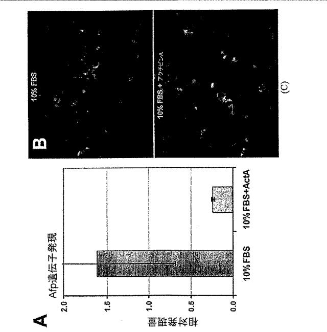 6595041-ＰＤＸ１発現背側及び腹側前腸内胚葉 図000016