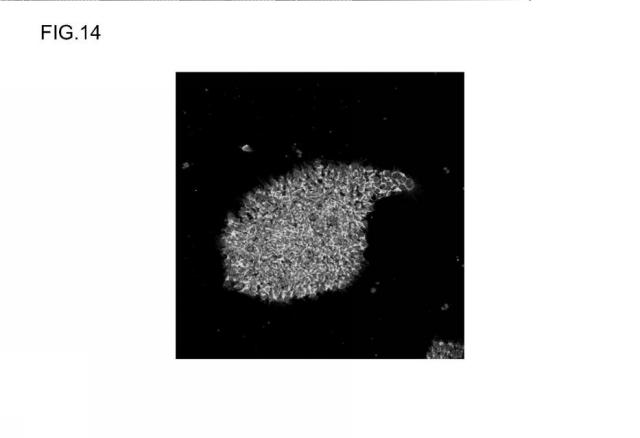 6654899-カルレティキュリンの発現促進方法および該方法に用いられる合成ペプチド 図000016