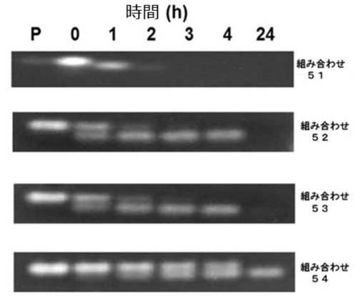 6727381-ＨＰＶ感染に係わる癌の治療用組成物 図000016