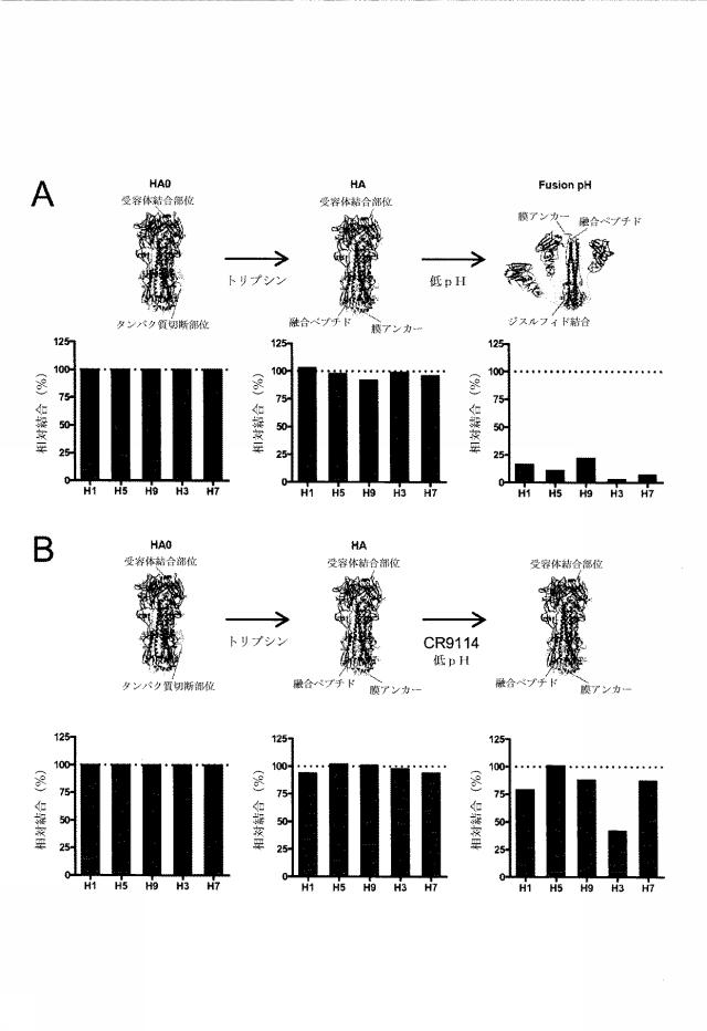 5683752-系統グループ１及び系統グループ２のインフルエンザＡ型ウイルス、並びにインフルエンザＢ型ウイルスを中和することが可能なヒト結合分子 図000017