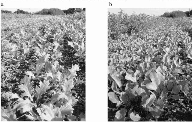 5770897-大気中の常在菌を活用し無肥料および無農薬で野菜を栽培する畑の造成方法 図000017