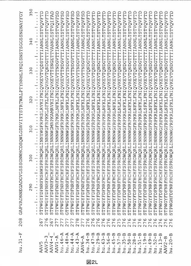 5797397-アデノ随伴ウイルス（ＡＡＶ）の同源系統群（クレイド）、配列、それらを含有するベクターおよびそれらの用途 図000017