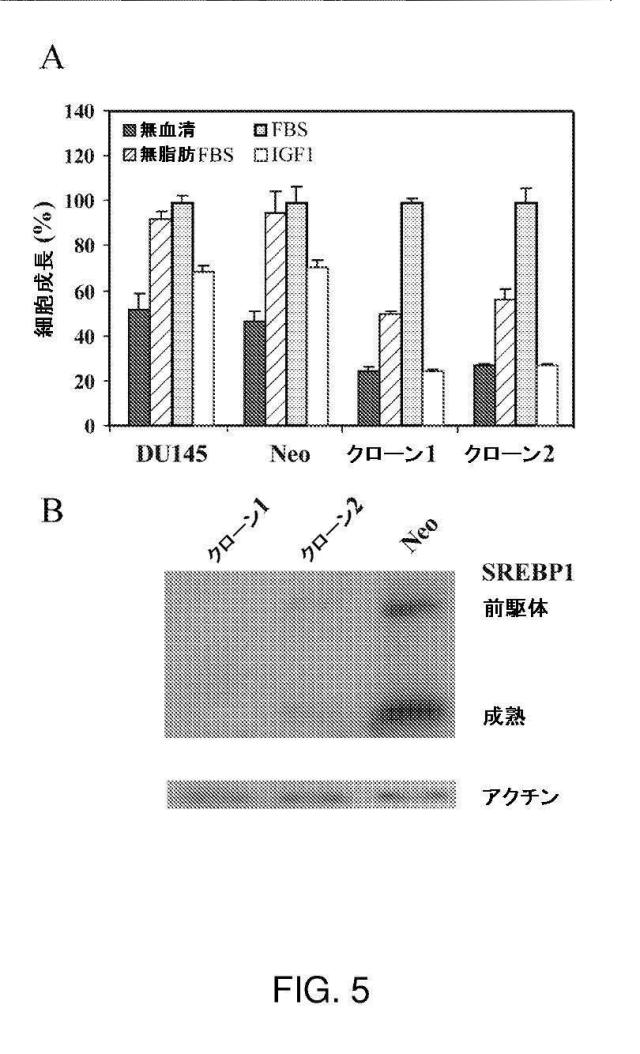 5878937-代謝障害を処置するための組成物および方法 図000017