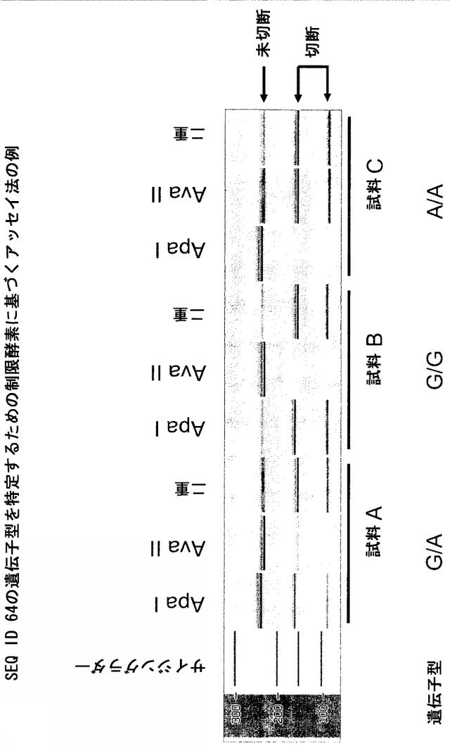 5902843-ＩＧＦ２遺伝子の対立遺伝子特異的な発現を判定するための一塩基多型ならびに新規および公知の多型の組み合わせ 図000017