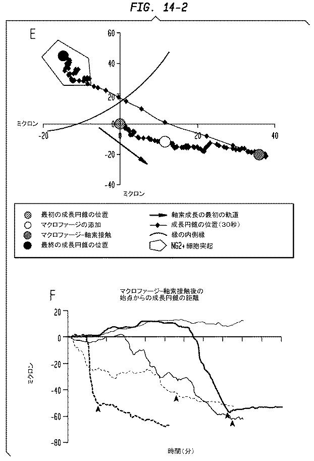 5933623-ニューロンの軸索退縮を予防するための幹細胞の使用 図000017