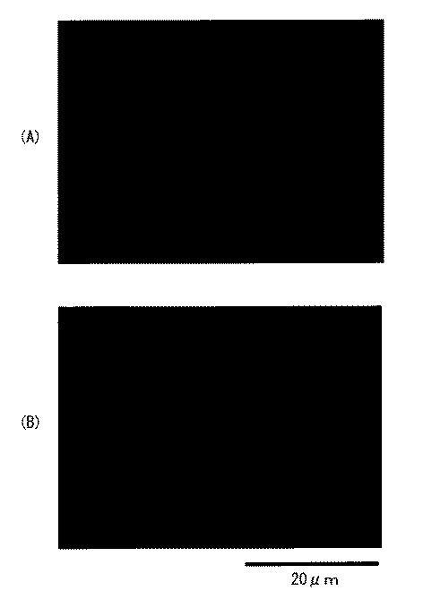 5948813-照明装置および表示装置 図000017